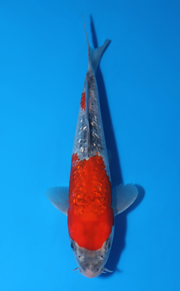 Ginrin Goshiki - koi #x0522a012
