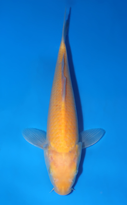 Kigoi - koi #x0522a013