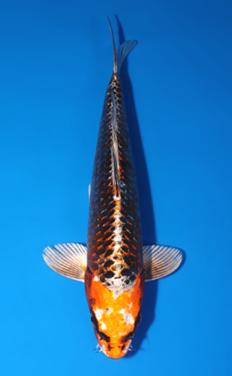 Kujyaku - koi #x0522a016
