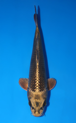 Mukashi Ogon - koi #x0522a017