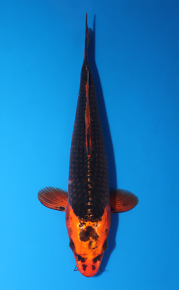 Orange Matsuba Ogon - koi #x0522a018