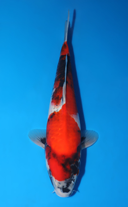 Showa - koi #x0522a019