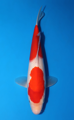 Kohaku - koi #x0522a021