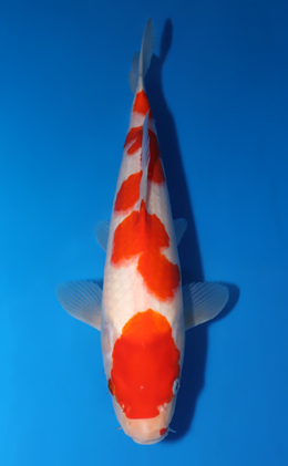 Kohaku - koi #x0522a022