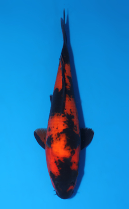 Hi Utsuri - koi #x0522a028