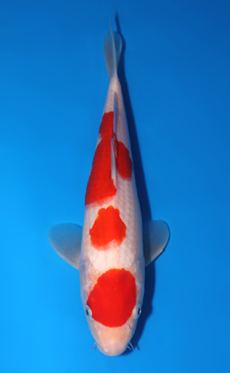 Kohaku - koi #x0522a029