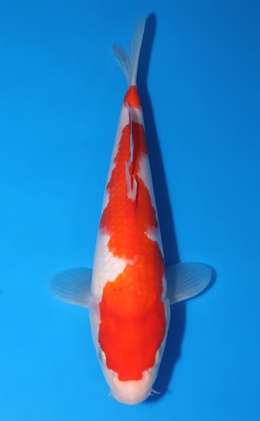 Kohaku - koi #x0522a031