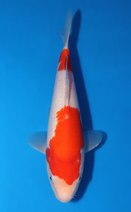 Kohaku - koi #x0522a032