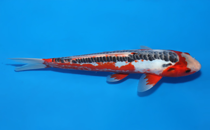 Shusui – koi #x0522a034 - Image 3
