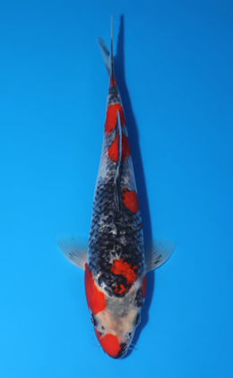 Goshiki - koi #x0522a035
