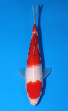 Kohaku - koi #x0522a036