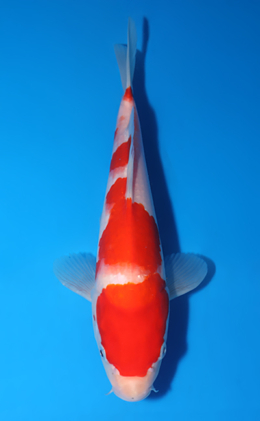 Kohaku - koi #x0522a038