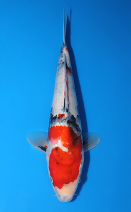 Showa - koi #x0522a040