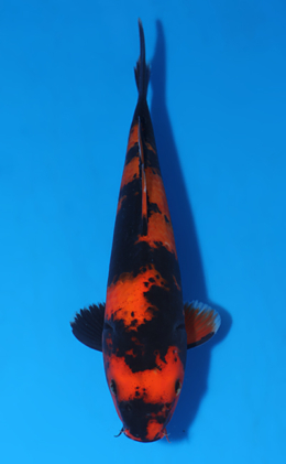 Hi Utsuri - koi #x0523a001