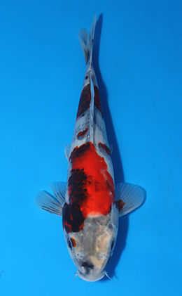 Showa - koi #x0523a002
