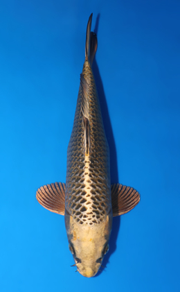 Mukashi Ogon - koi #x0523a004