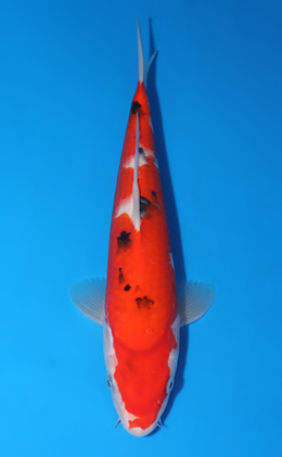 Taisho Sanke - koi #x0523a005