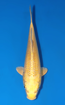 Ogon - koi #x0523a008