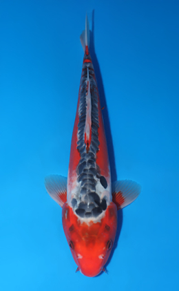 Shusui - koi #x0523a009