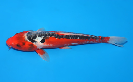 Shusui - koi #x0523a009 - Side View A