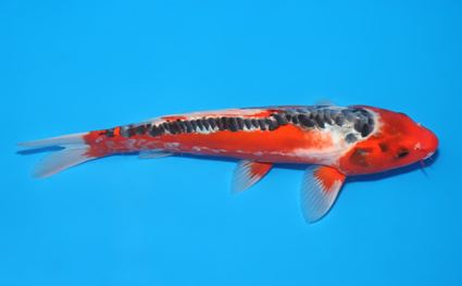 Shusui – koi #x0523a009 - Image 3