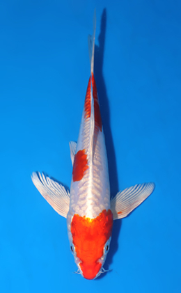 Hirenaga Kikusui  - koi #x0523a010