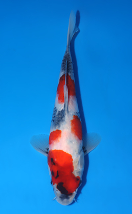 Showa - koi #x0523a012