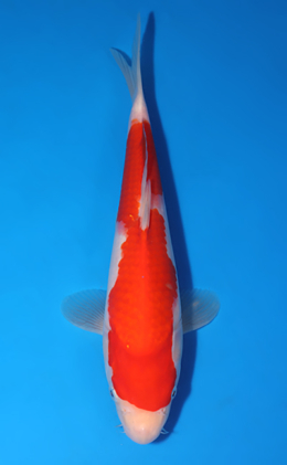 Kohaku - koi #x0523a014