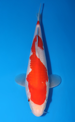 Kohaku - koi #x0523a015