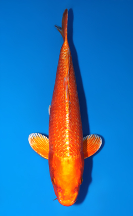 Ginrin Orange Ogon - koi #x0523a016
