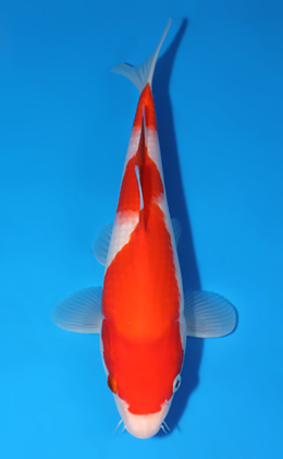 Kohaku - koi #x0523a017