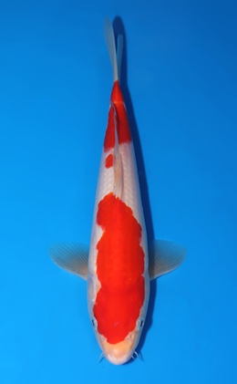 Kohaku - koi #x0523a019