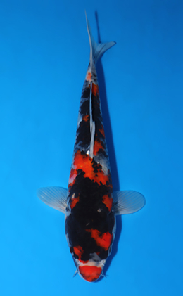 Showa - koi #x0523a020
