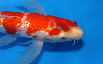 Hirenaga Ginrin Kohaku - koi #x0523a021 - Side View A