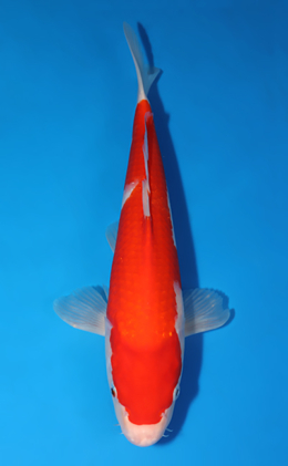 Kohaku - koi #x0523a022
