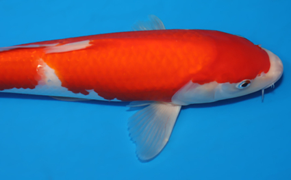 Kohaku - koi #x0523a022 - Side View A