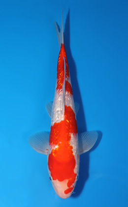 Ginrin Kohaku - koi #x0523a024