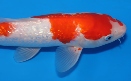 Ginrin Kohaku - koi #x0523a024 - Side View A