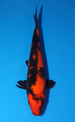 Hi Utsuri - koi #x0523a026