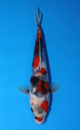 Showa - koi #x0523a027