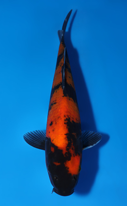Hi Utsuri - koi #x0523a028