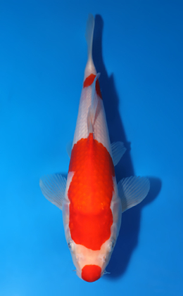 Kohaku - koi #x0523a029