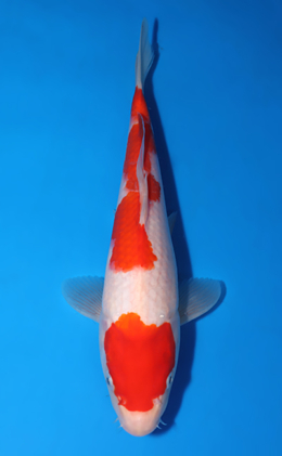 Kohaku - koi #x0523a030