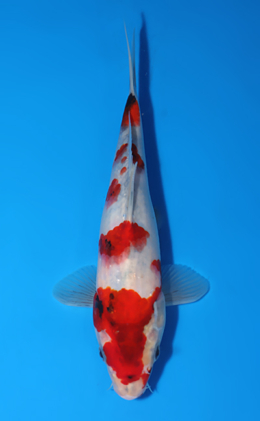 Showa - koi #x0523a031