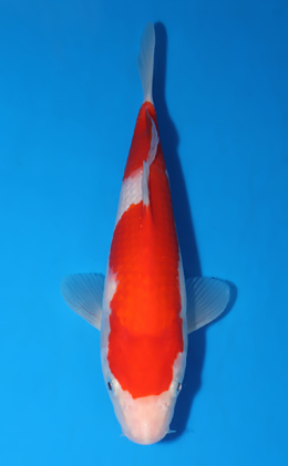 Kohaku - koi #x0523a032