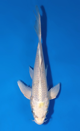 Hirenaga Platinum - koi #x0523a033