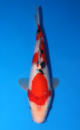 Taisho Sanke - koi #x0523a034