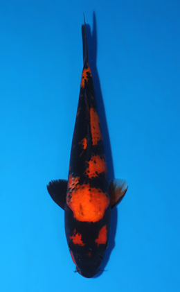 Hi Utsuri - koi #x0523a035