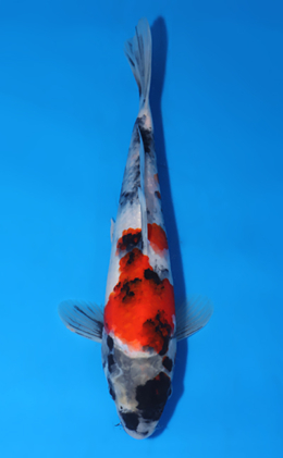 Showa - koi #x0523a036