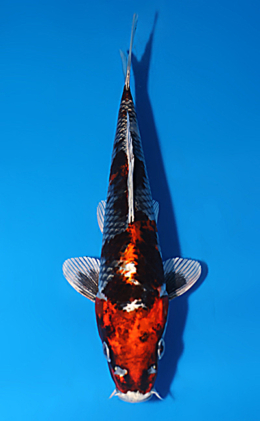 Kujyaku - koi #x0523a037